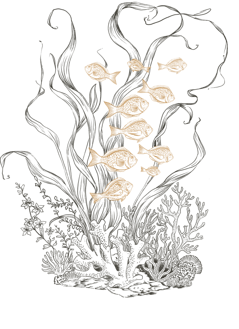 Fish transparent
